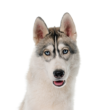 A Siberian Husky