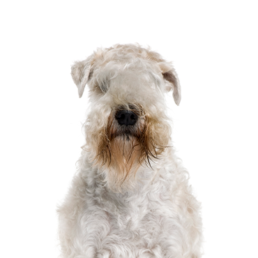A Soft Coated Wheaten Terrier