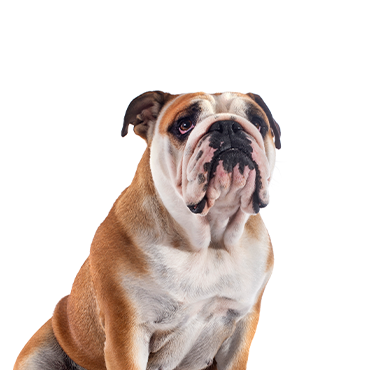 A Victorian Bulldog